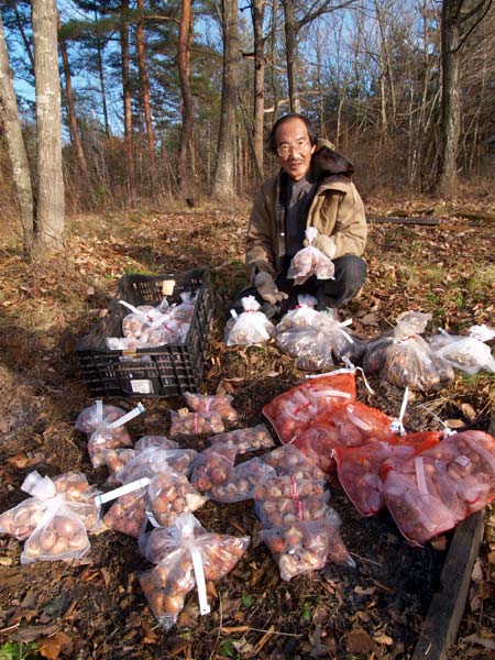 チューリップの球根