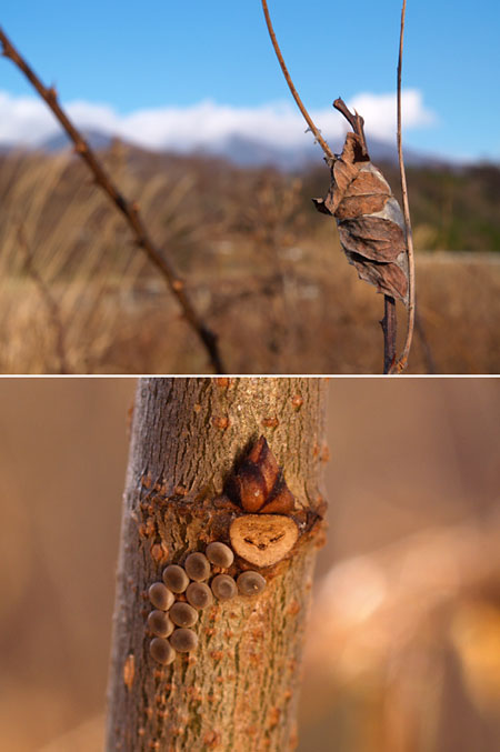 クワゴの空繭と卵