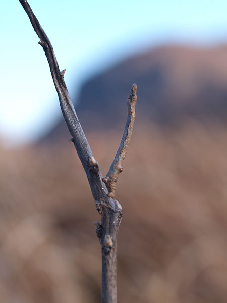 クワエダシャク