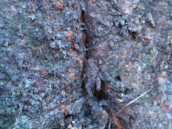 ヒシバッタの越冬