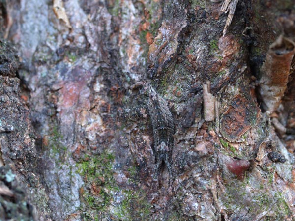 コムラサキの幼虫