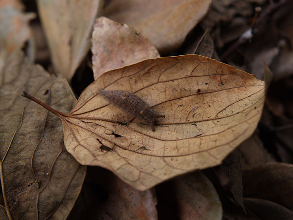 ゴマダラチョウの幼虫