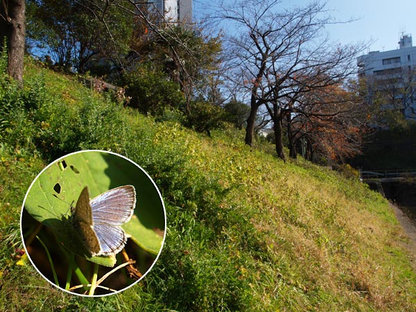 東京のヤマトシジミ