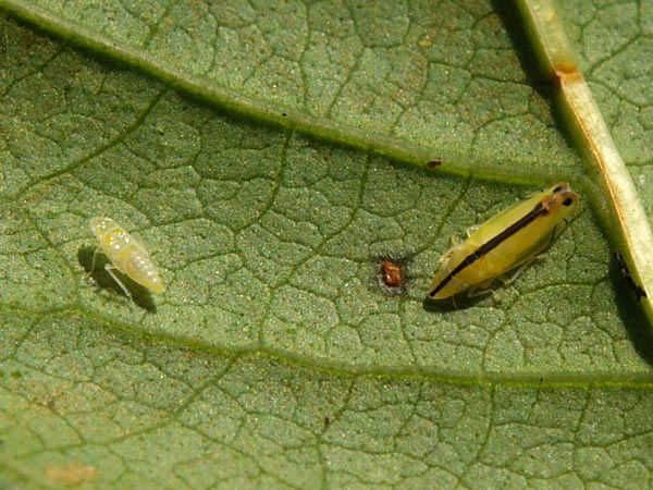 面白いヨコバイ