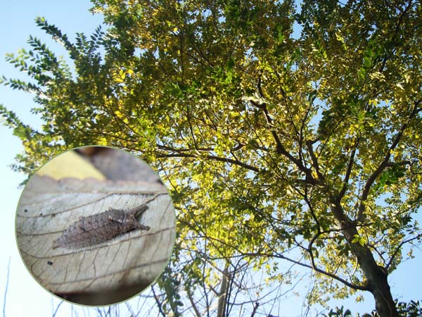 杉並のゴマダラチョウ