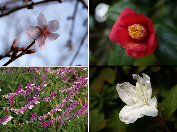 北の丸公園の今日の花