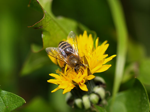 ニホンミツバチ
