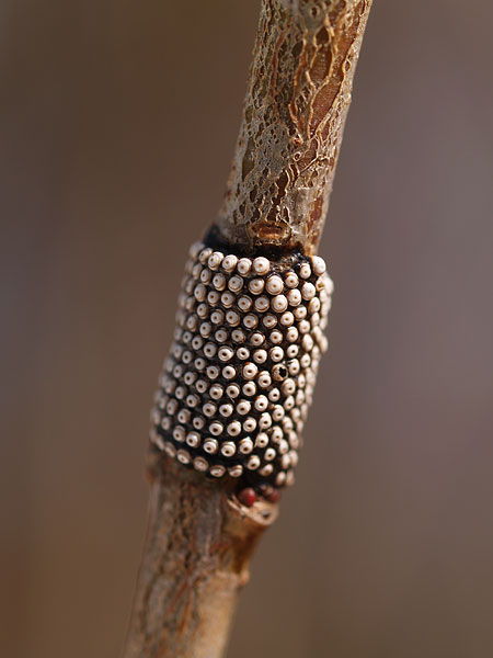 オビカレハの卵