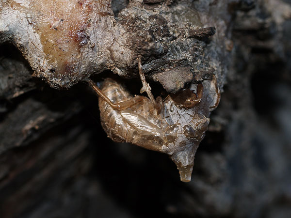 松ヤニとセミの抜け殻