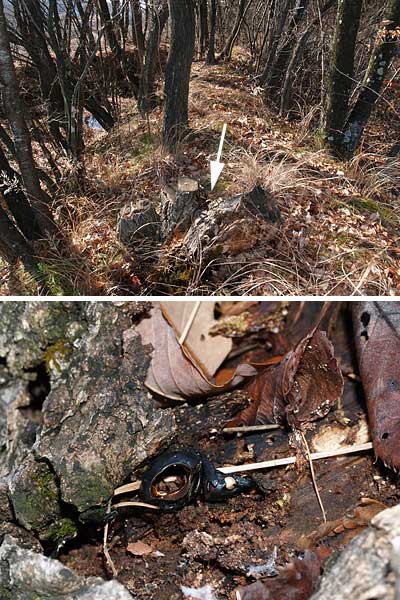 ミヤマクワガタの死骸