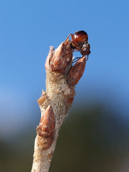 タマバチの一種