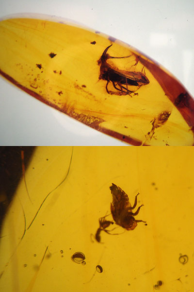 琥珀の中のツノゼミ