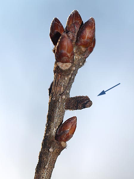 ハムシの幼虫の越冬