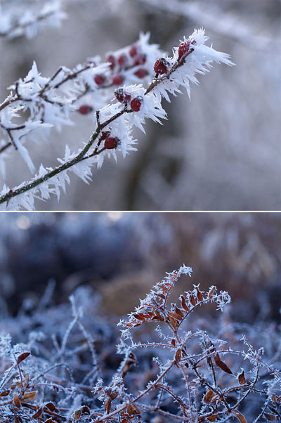 バラの実についた霧氷