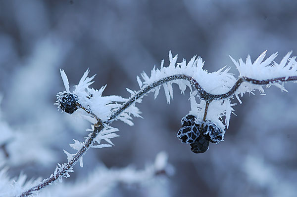 スイカズラの実についた霧氷