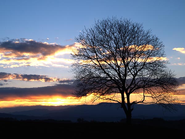 いつものクルミの木