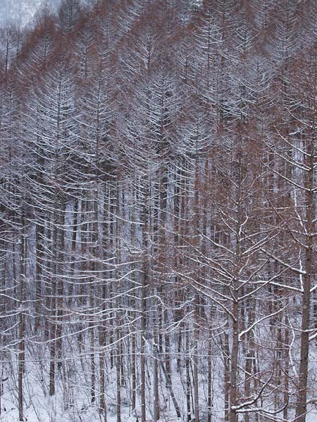 雪のカラマツ林