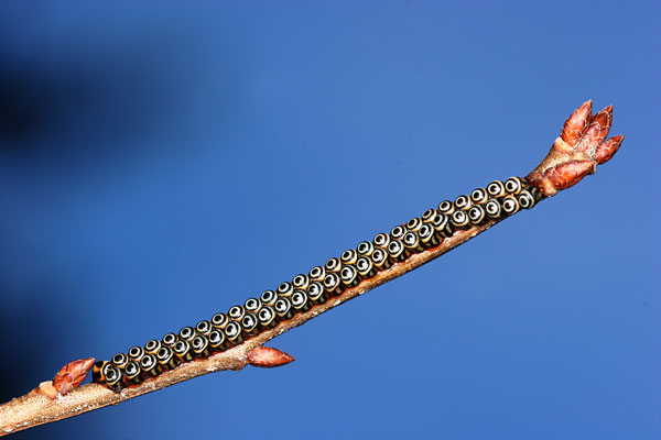 アオクチブトカメムシの卵