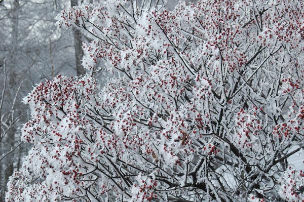 ガマズミについた霧氷