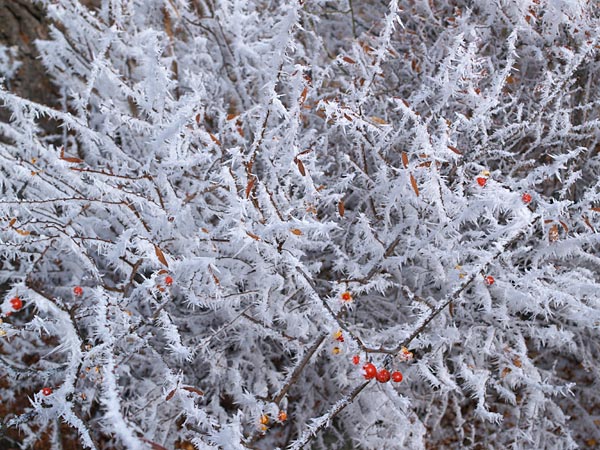ツルウメモドキの霧氷