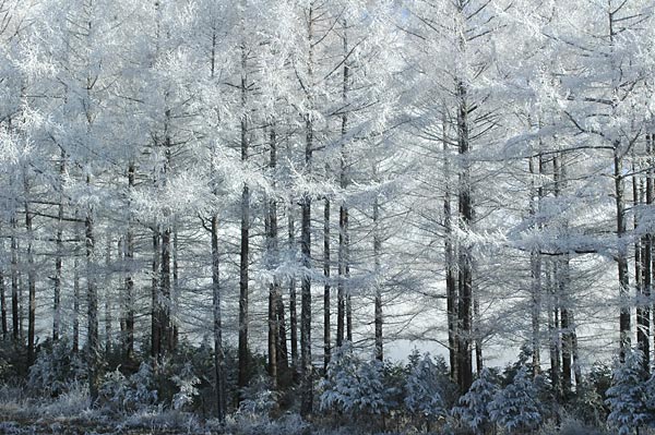 カラマツ林の霧氷