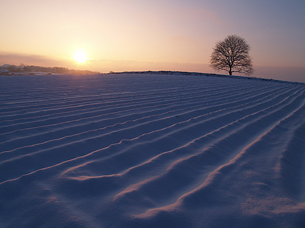 クルミの木の夕景