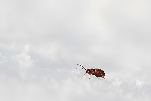 雪の上のタマバチ