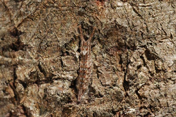 コムラサキの幼虫