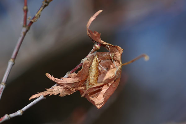 ミスジチョウの幼虫