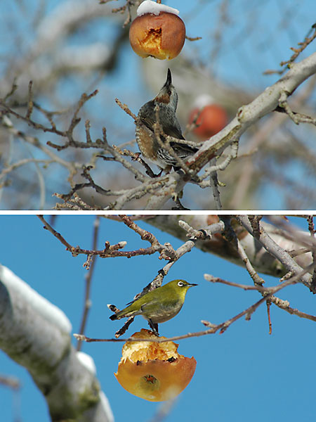 ヒヨドリとメジロ