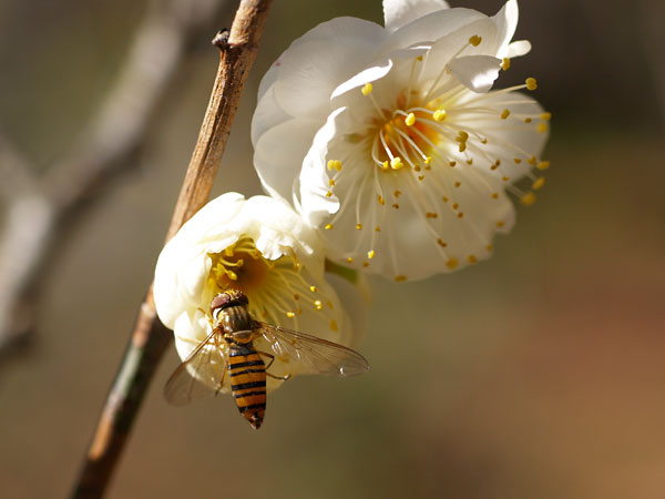 ウメの花にアブ（使っているパソコンのこと）