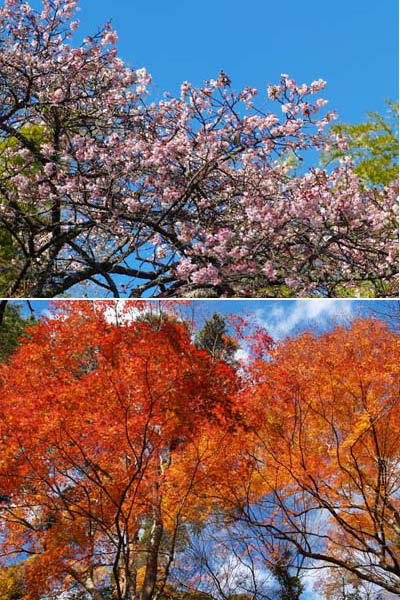 カンザクラとモミジの紅葉