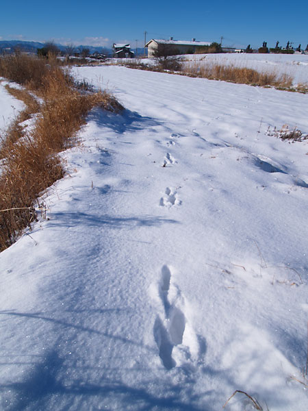 ウサギの足跡