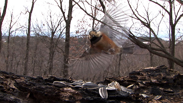 餌台のヤマガラ