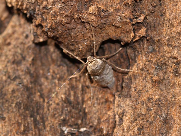 フユシャクのメス