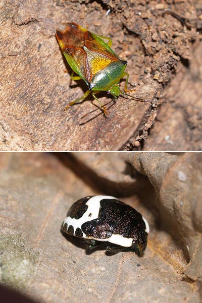 越冬中のカメムシ（ベニモンツノカメとアカスジキンカメ）