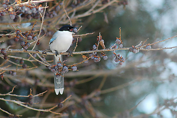 マメガキを食べるオナガ