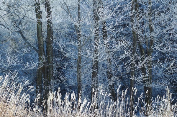 霧氷の出た林
