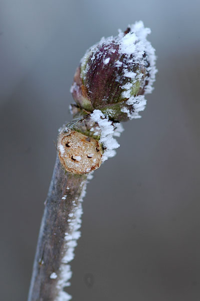 ニワトコの花芽についた霧氷