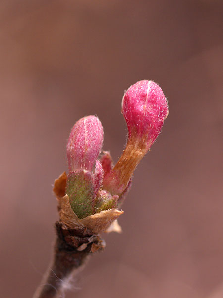 ウグイスカグラの蕾