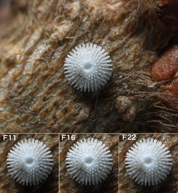 アイノミドリシジミの卵（高倍率撮影法）