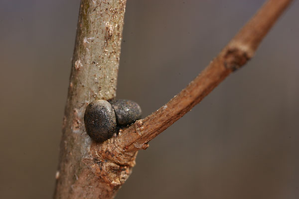 ウスタビガの卵