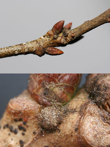 アカシジミの卵