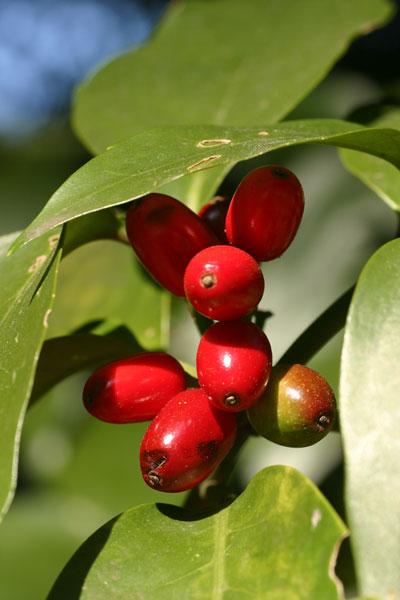 アオキの赤い実