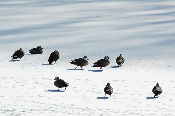 氷の上のカルガモ