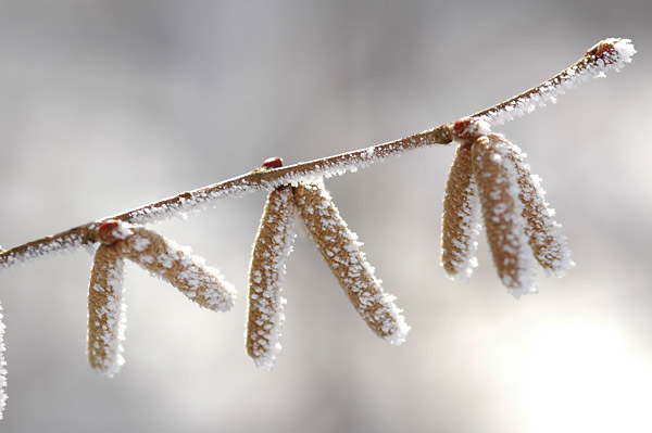 霧氷のついたツノハシバミ