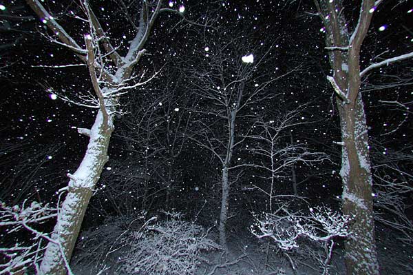 夜の雪