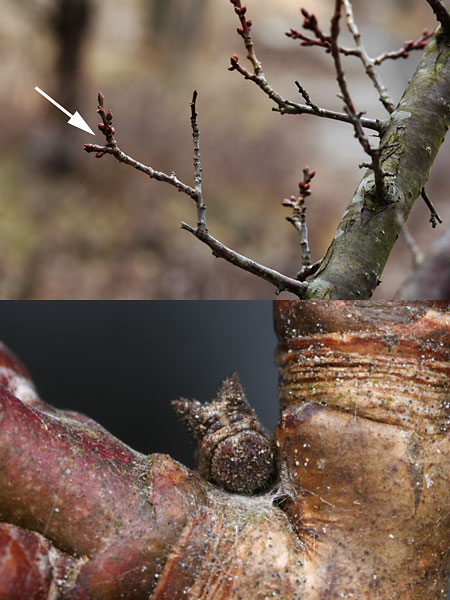 オオミスジの幼虫