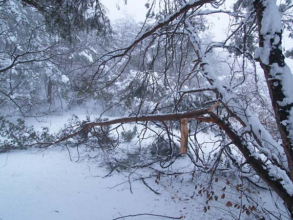倒れてしまったアカマツ