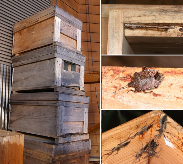 空の巣箱で越冬中の虫たち